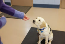 Puppies with a Purpose: Assistance dog volunteers needed at The Ability Center