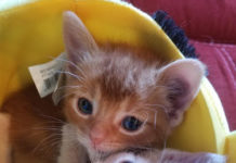 It’s Raining Cats and…Kittens? Find Your Fur-ever Friend with Our Kitten Roundup!