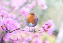 A bird sits on a tree