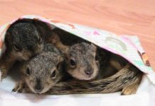 Squirrels