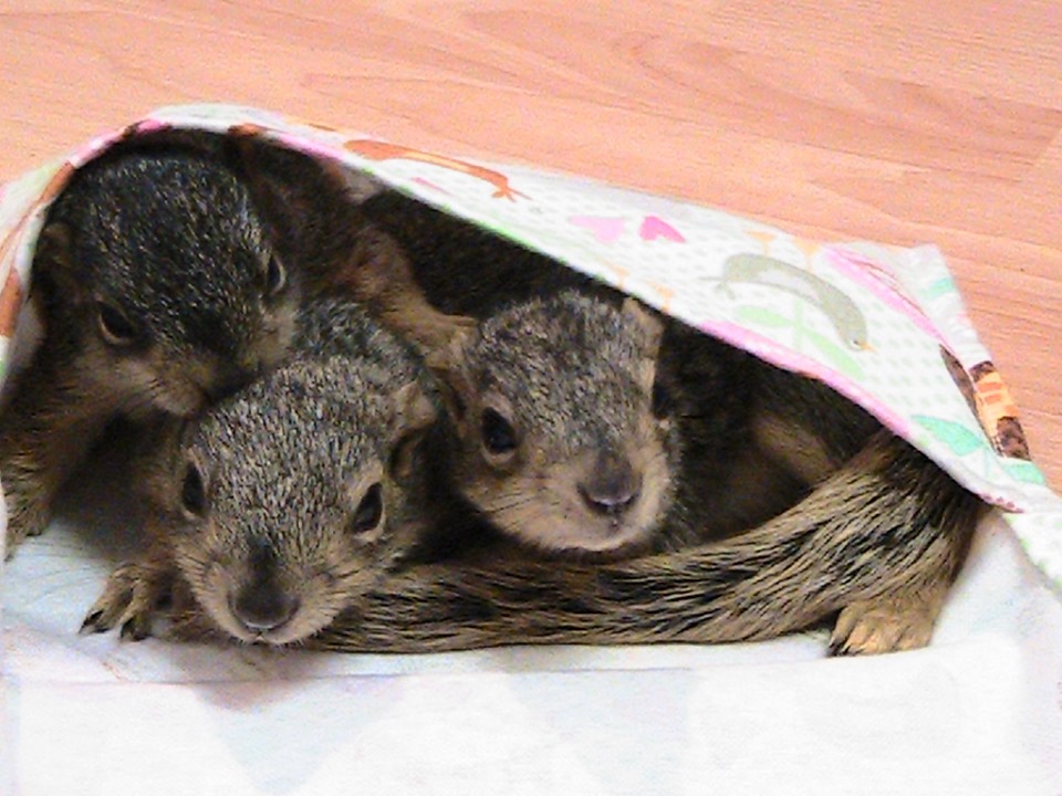 Brunch for the Babies Supports Animals