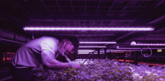 man bending over garden