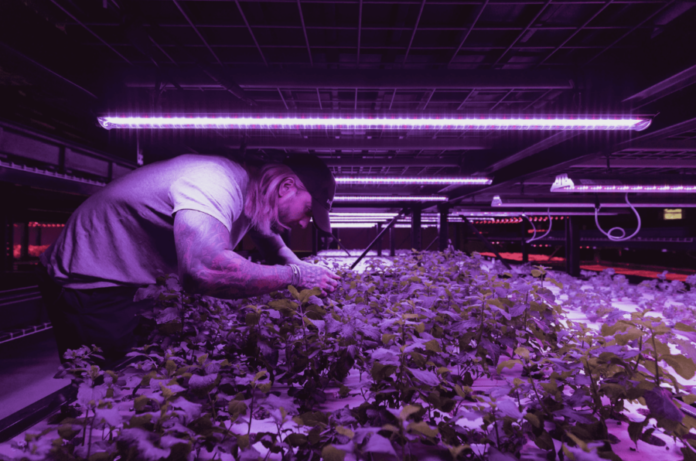 man bending over garden