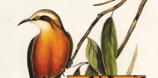 The Avian Hourglass by Lindsey Drager