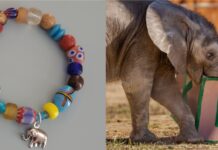 Bonita Bead Boutique Blesses Baby Elephant The left side displays a colorful bracelet with an elephant charm attached along with the price at the bottom left corner. The right side of the photo shows a calf elephant, Kirkja with a letter "K" block.
