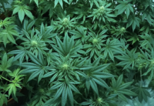 Issue 2: What’s the Ohio Weed Update?