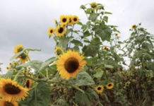 Ripe for the Picking: A Guide to U-Pick Local Farms