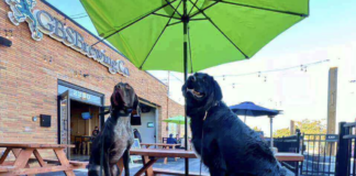 dogs on a patio