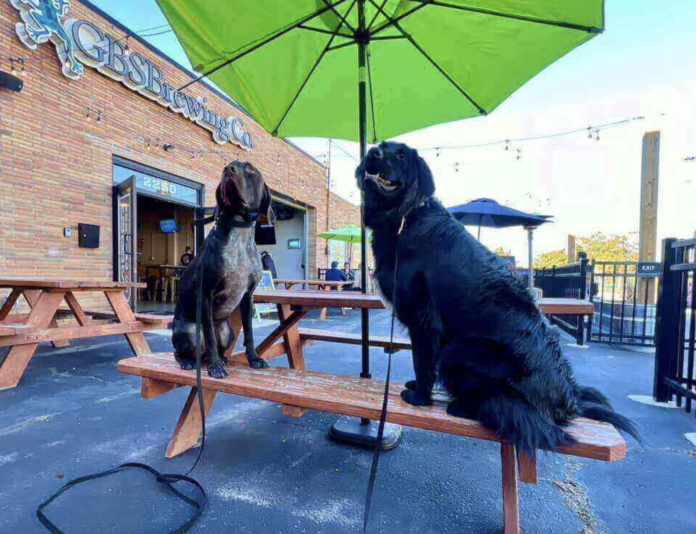 dogs on a patio