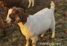 Learn About Small Ruminants With The Farmers Veteran Coalition Ohio Chapter goat