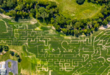 Corn Maze (Taylor’s Version) at Wheeler Farms taylor swift cornfield