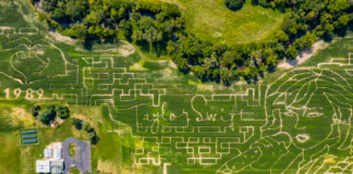 taylor swift cornfield