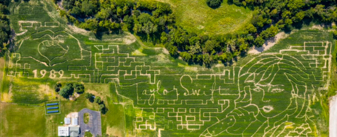 taylor swift cornfield