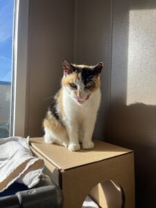 A multicolored cat looking straight into the camera with his tongue out licking his teeth.