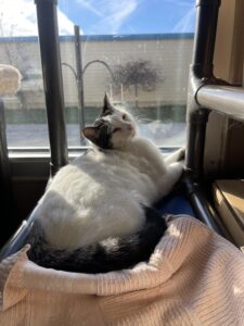 A black and white cat sun bathing by the window.