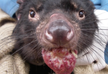 Toledo Zoo Rescues Eight Tasmaian Devils tasmanian devil