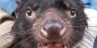 tasmanian devil