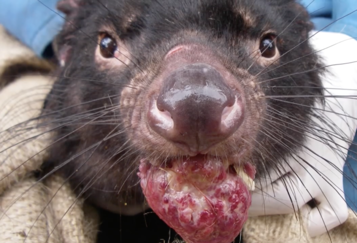 tasmanian devil