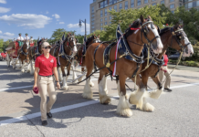 Budweiser Clydesdales to Visit Toledo in Support of Folds of Honor