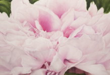 Art to Heart: Mary Dawson-Enduring Beauty