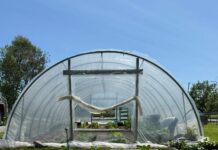 Urban Wholistics: Growing a Healthier Toledo Through Urban Agriculture